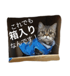 アメリカンショートヘア 猫猫スタンプ（個別スタンプ：27）