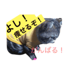 アメリカンショートヘア 猫猫スタンプ（個別スタンプ：28）