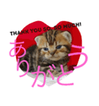 アメリカンショートヘア 猫猫スタンプ（個別スタンプ：29）