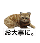 アメリカンショートヘア 猫猫スタンプ（個別スタンプ：32）
