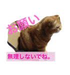 アメリカンショートヘア 猫猫スタンプ（個別スタンプ：33）