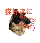 アメリカンショートヘア 猫猫スタンプ（個別スタンプ：34）