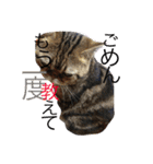 アメリカンショートヘア 猫猫スタンプ（個別スタンプ：36）
