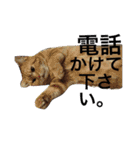 アメリカンショートヘア 猫猫スタンプ（個別スタンプ：37）