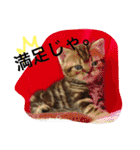 アメリカンショートヘア 猫猫スタンプ（個別スタンプ：38）