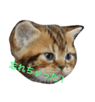 アメリカンショートヘア 猫猫スタンプ（個別スタンプ：39）
