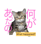 アメリカンショートヘア 猫猫スタンプ（個別スタンプ：40）