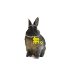 うさぎのめろのすけぇぇえ。（個別スタンプ：9）