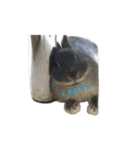 うさぎのめろのすけぇぇえ。（個別スタンプ：11）