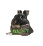 うさぎのめろのすけぇぇえ。（個別スタンプ：13）