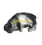 うさぎのめろのすけぇぇえ。（個別スタンプ：14）