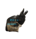うさぎのめろのすけぇぇえ。（個別スタンプ：16）