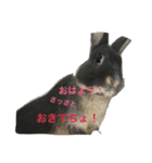 うさぎのめろのすけぇぇえ。（個別スタンプ：19）