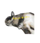 うさぎのめろのすけぇぇえ。（個別スタンプ：20）