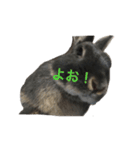 うさぎのめろのすけぇぇえ。（個別スタンプ：22）