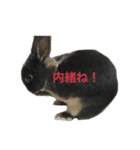 うさぎのめろのすけぇぇえ。（個別スタンプ：24）