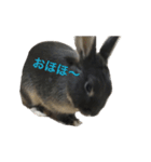 うさぎのめろのすけぇぇえ。（個別スタンプ：32）