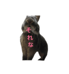 うさぎのめろのすけぇぇえ。（個別スタンプ：36）
