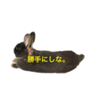 うさぎのめろのすけぇぇえ。（個別スタンプ：38）