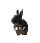 うさぎのめろのすけぇぇえ。（個別スタンプ：40）
