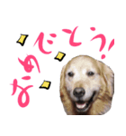 じゃっきースタンプ（個別スタンプ：8）