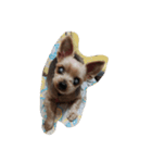 TONY KIM（個別スタンプ：15）