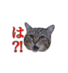 うなししゃ（個別スタンプ：2）