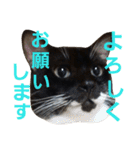 にゃんこスタンプฅ（個別スタンプ：1）
