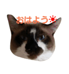 にゃんこスタンプฅ（個別スタンプ：2）