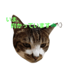 にゃんこスタンプฅ（個別スタンプ：4）