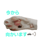 にゃんこスタンプฅ（個別スタンプ：5）