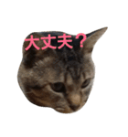 にゃんこスタンプฅ（個別スタンプ：6）