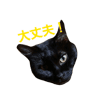 にゃんこスタンプฅ（個別スタンプ：7）