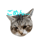 にゃんこスタンプฅ（個別スタンプ：8）
