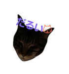 にゃんこスタンプฅ（個別スタンプ：9）