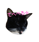 にゃんこスタンプฅ（個別スタンプ：10）