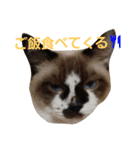 にゃんこスタンプฅ（個別スタンプ：11）