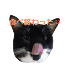 にゃんこスタンプฅ（個別スタンプ：12）