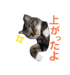にゃんこスタンプฅ（個別スタンプ：14）