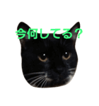 にゃんこスタンプฅ（個別スタンプ：17）