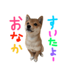 豆柴サニーちゃん ★日常会話編★（個別スタンプ：22）