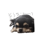 ALAN.o（個別スタンプ：1）