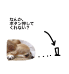 たねこです。。（個別スタンプ：5）