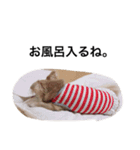 たねこです。。（個別スタンプ：19）