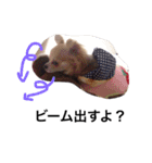 たねこです。。（個別スタンプ：31）