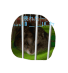 動物たちの日常の会話（個別スタンプ：1）