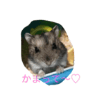 動物たちの日常の会話（個別スタンプ：2）