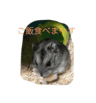 動物たちの日常の会話（個別スタンプ：4）