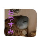 動物たちの日常の会話（個別スタンプ：7）