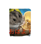 動物たちの日常の会話（個別スタンプ：10）